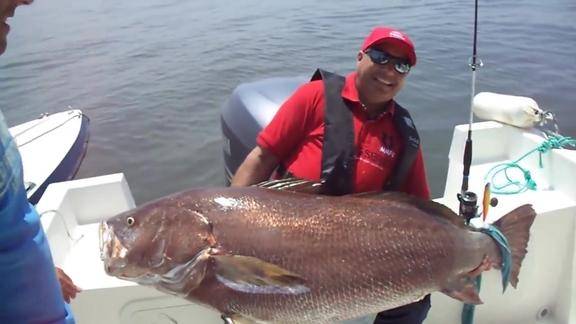 海钓珍稀百斤大黄鱼长度一米七