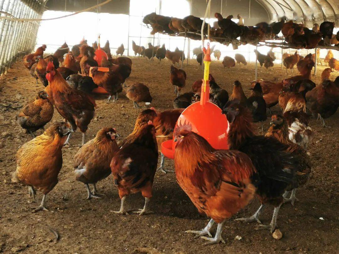 坐飞机来金山的"瓢鸡"长大了,没想到它们的任务是._养殖