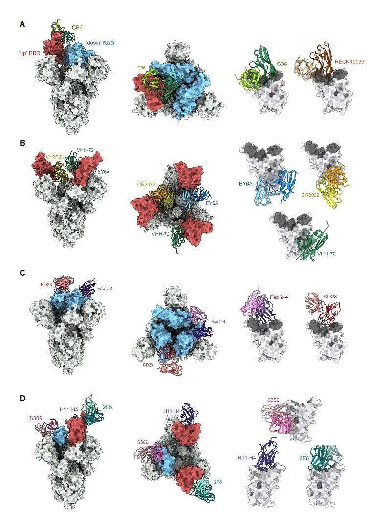 antibodytherapeutics最新综述新冠病毒中和抗体的研究现状挑战和未来