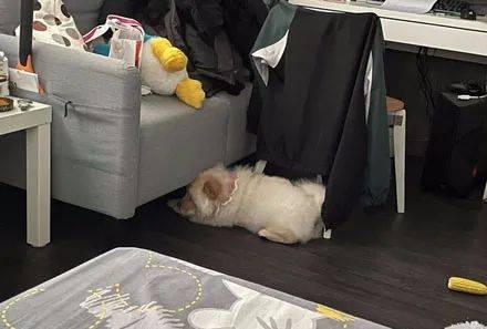 松獅賴在別人家不走，主人無奈直接打包拎回，松獅：我不要面子啊！ 萌趣萌寵 第7张