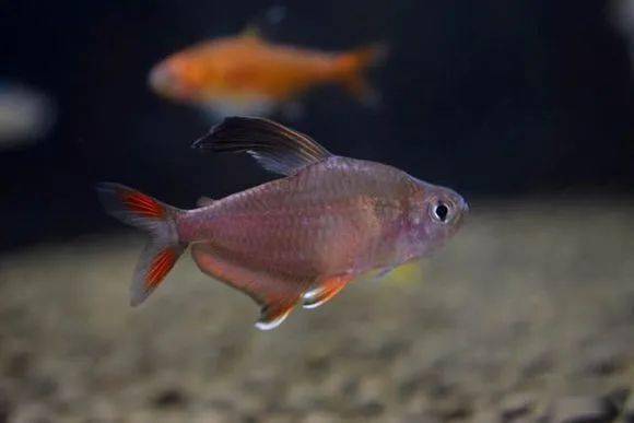 新大钩扯旗饲养指南