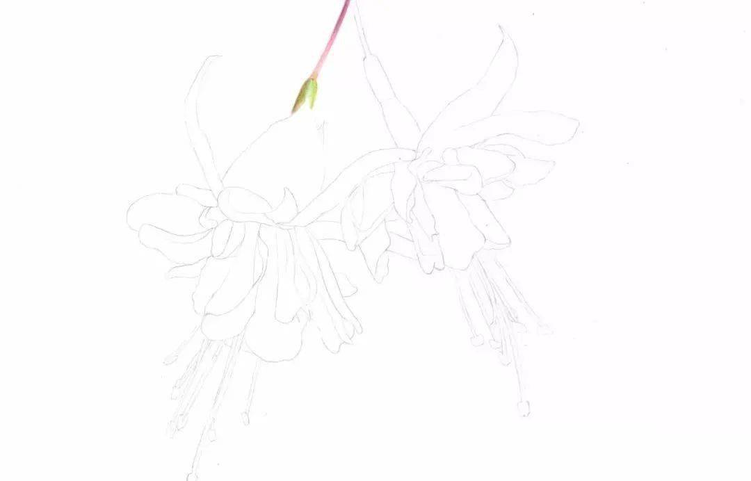 彩铅教程手绘小清新的倒挂金钟