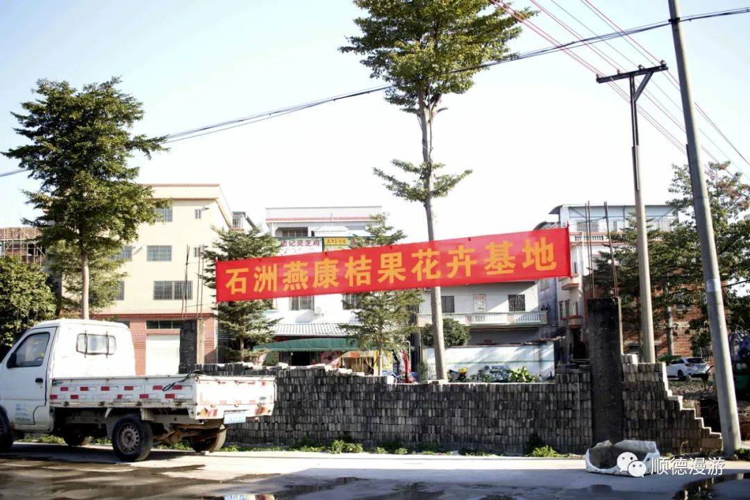 顺德陈村石洲年桔上市