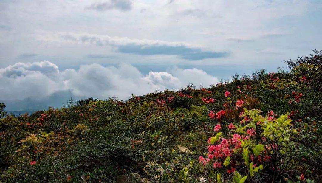 云顶山上的杜鹃种类繁多,村民们说杜鹃花都是野生,他们管它叫满山红.