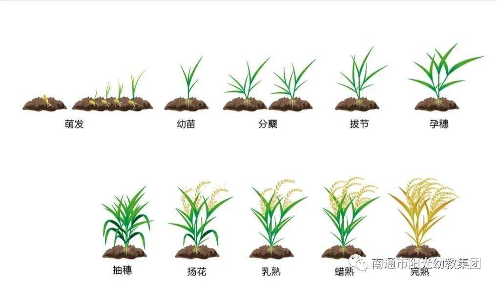 水稻的成长过程图画图片