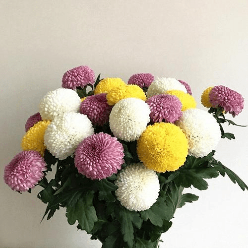 五颜六色的乒乓球在家种一盆圆圆滚滚非常可爱