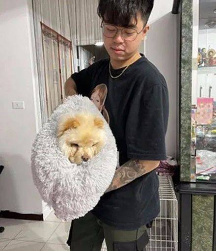松獅賴在別人家不走，主人無奈直接打包拎回，松獅：我不要面子啊！ 萌趣萌寵 第5张