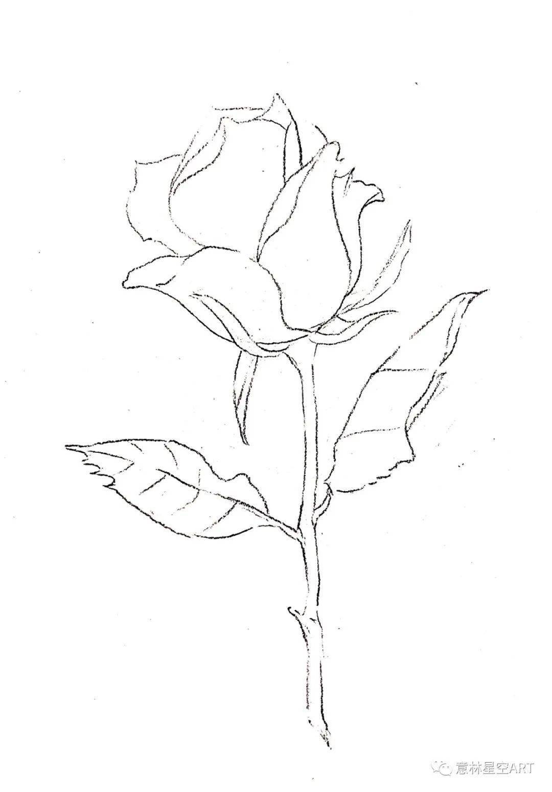 绘画启蒙班丨手帐花卉组合