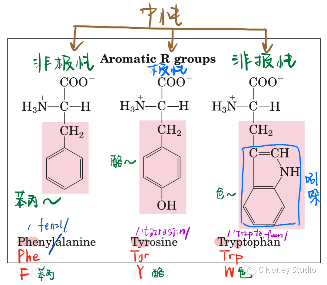 芳香族氨基酸极性脂肪族氨基酸非极性脂肪族氨基酸如下所示记忆氨基酸