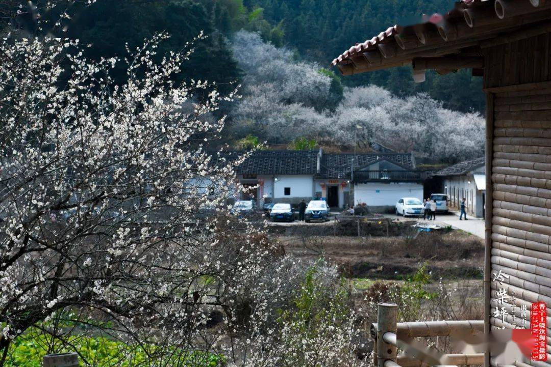 揭西梅花赏梅地点图片