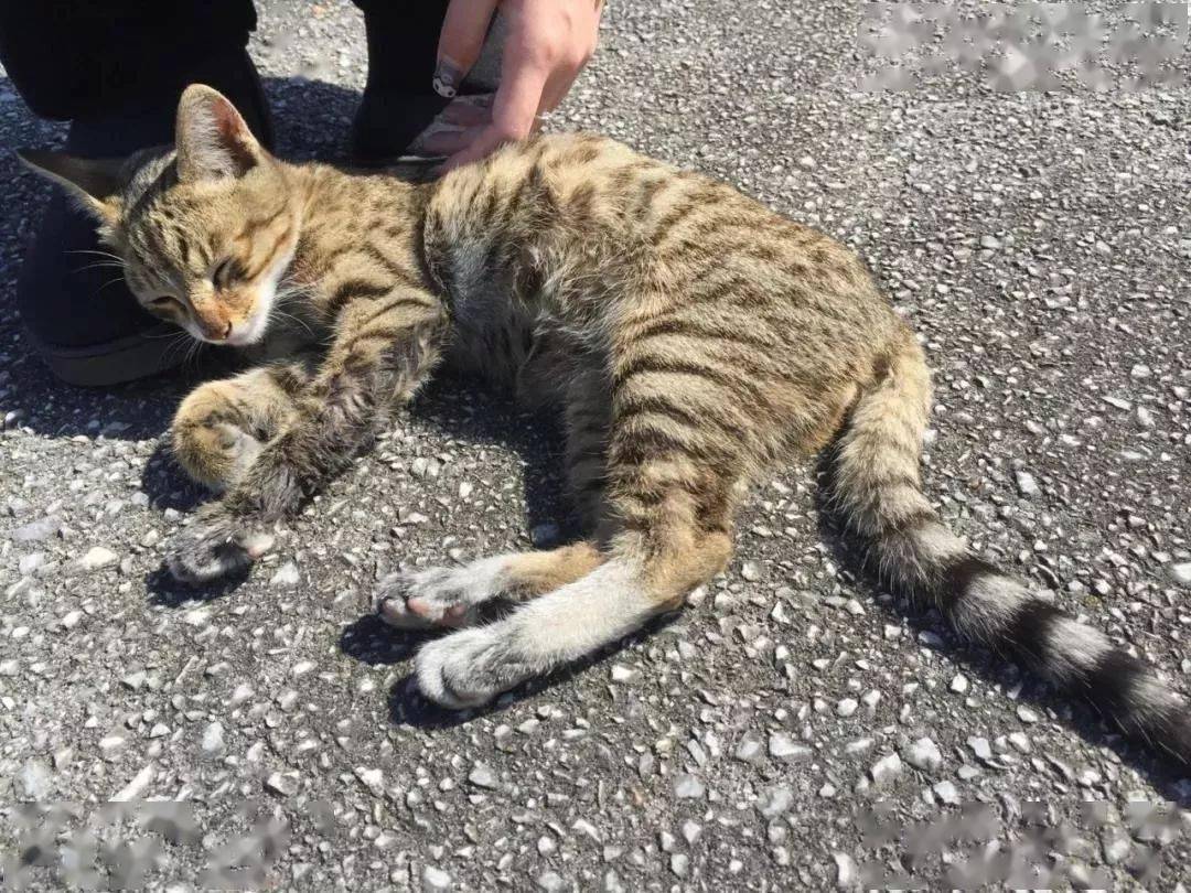 冲绳的流浪猫强行上车,从此结束流浪来到中国