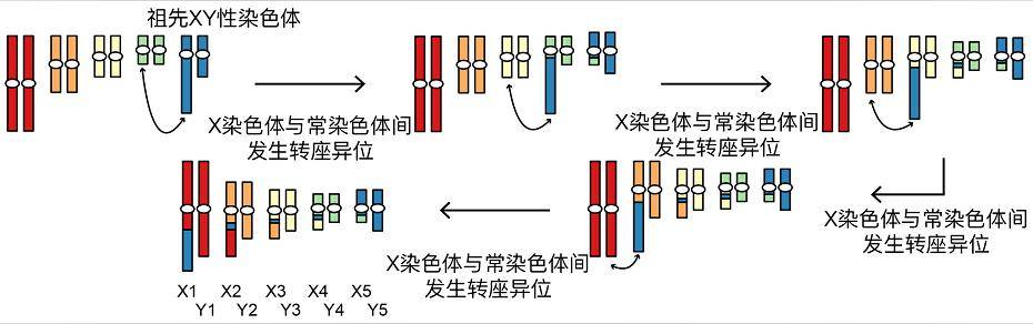 重磅|鸭嘴兽和人类有着共同祖先？来听听Nature重磅成果解读