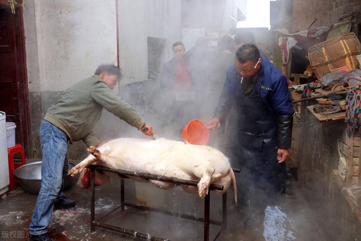 村里虽不至于家家户户杀年猪,杀猪场景也很常见,这是村里杀猪匠忙碌的