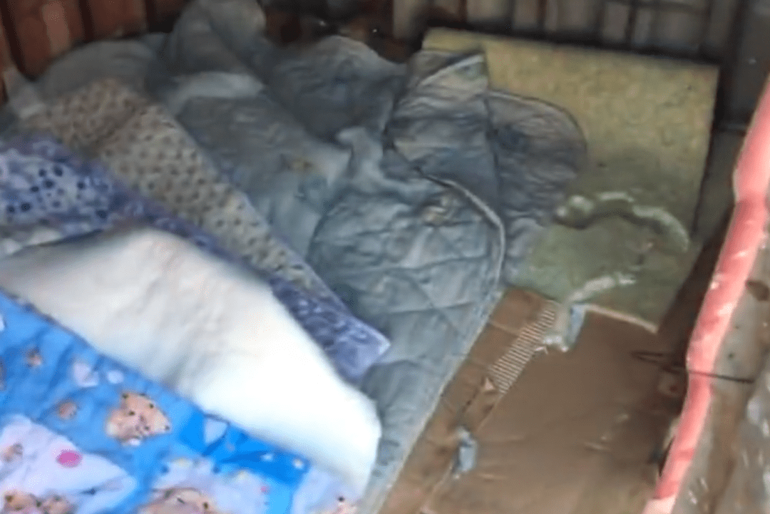 狗爸爸向人類求助：我媳婦生了，太冷了，能幫忙照顧一下嗎？ 萌趣萌寵 第7张
