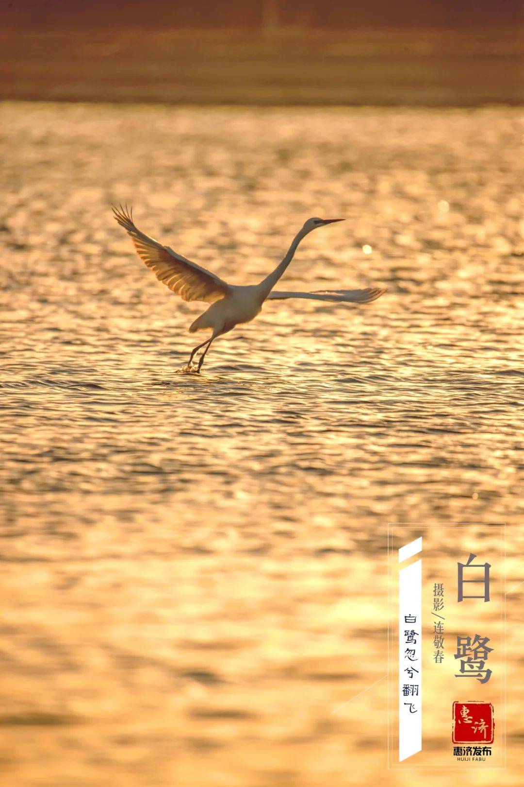 隆冬时节,看郑州祥云湖上白鹭翔集