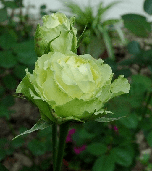 绿萼的养护难度要比普通的月季花大一些,但是它在鲜切花市场还是比较