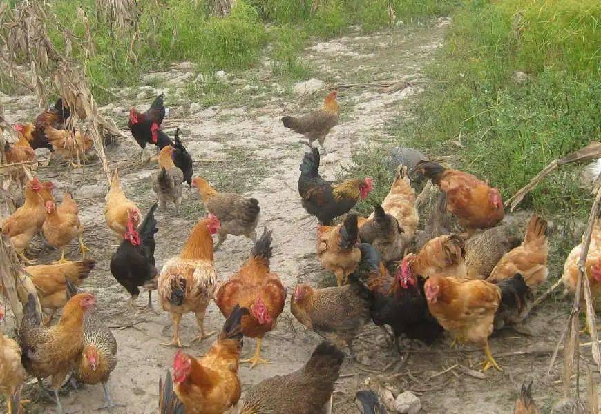 农村禁养牲口圈必须拆除农民给钱不