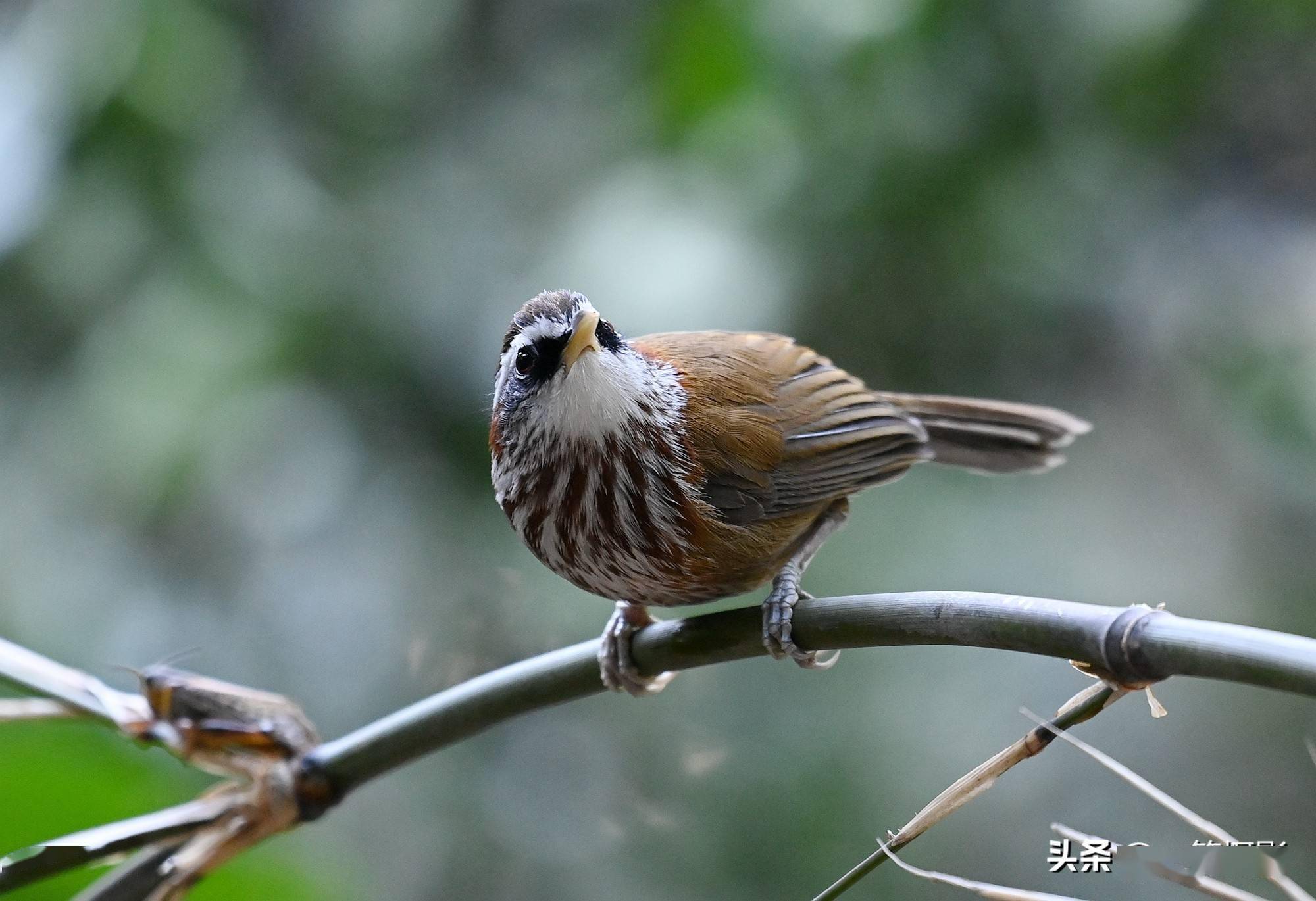 竹枝上的棕颈钩嘴鹛 褐色