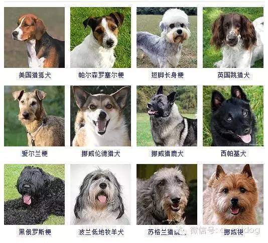 178种狗狗你认识多少