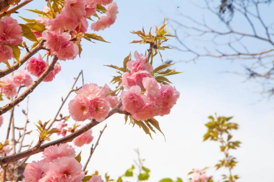 来南山赏樱花南丹山樱花山花节开始啦