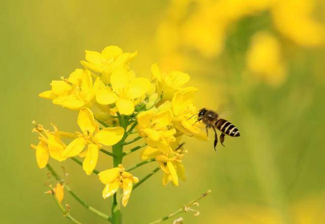 影像志看蜜蜂在油菜花丛中飞是不是春天马上要来