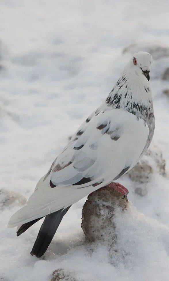 冬季鸽易病繁殖力低我是这样克服的