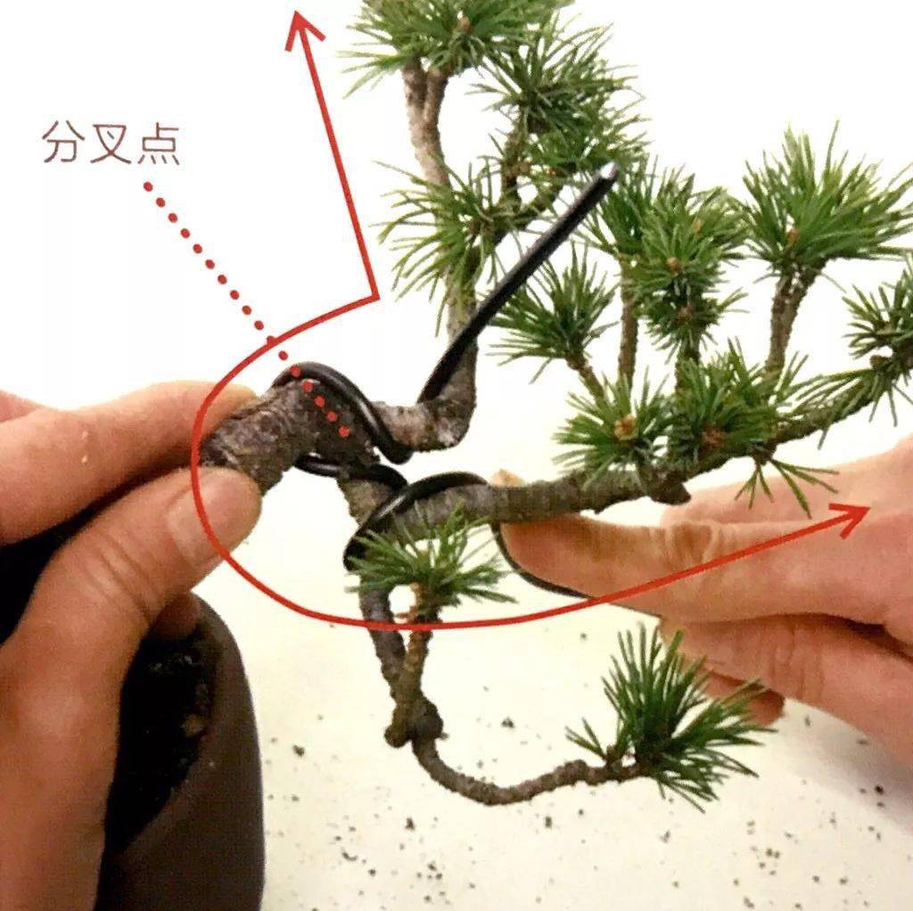 悬崖型盆景制作方法,一根金属丝,让你见识什么叫化腐朽为神奇_枝条