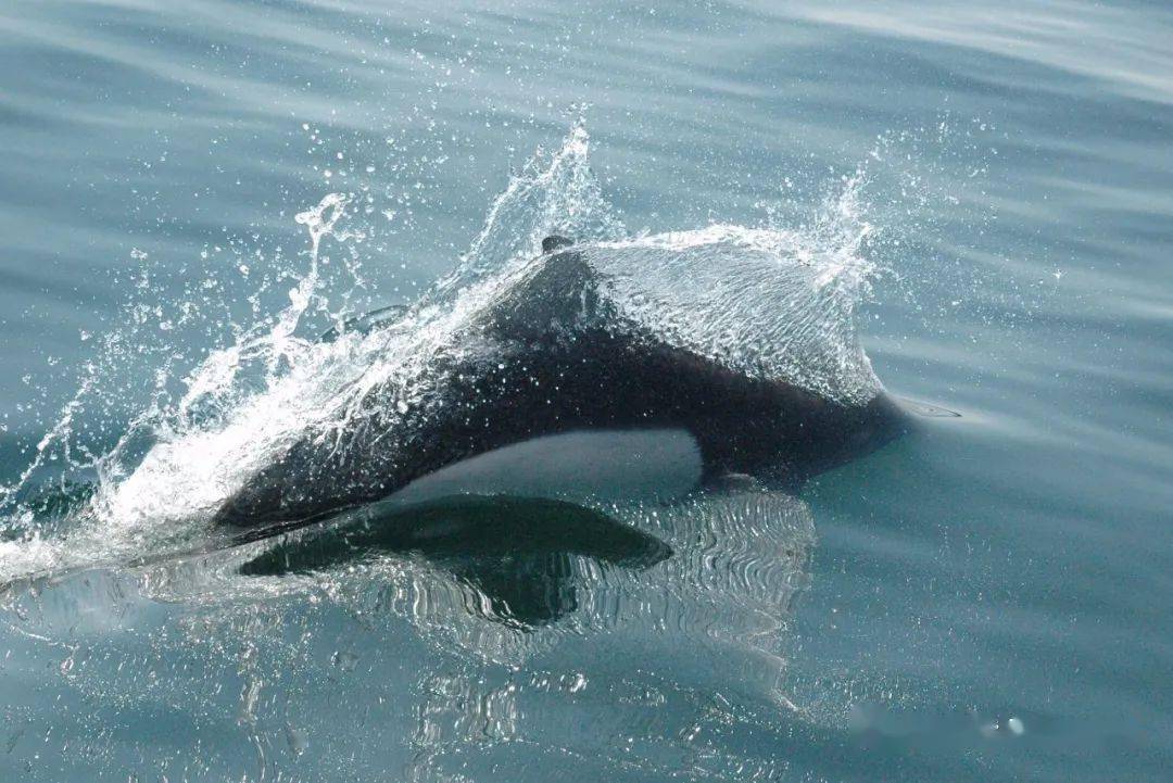 物种图册-白腰鼠海豚