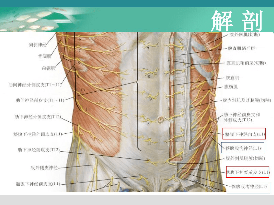 腹部影像学解剖图谱，详细篇！_医学