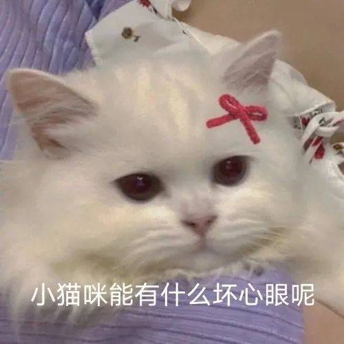 小猫咪有什么坏心眼呢那可太多了