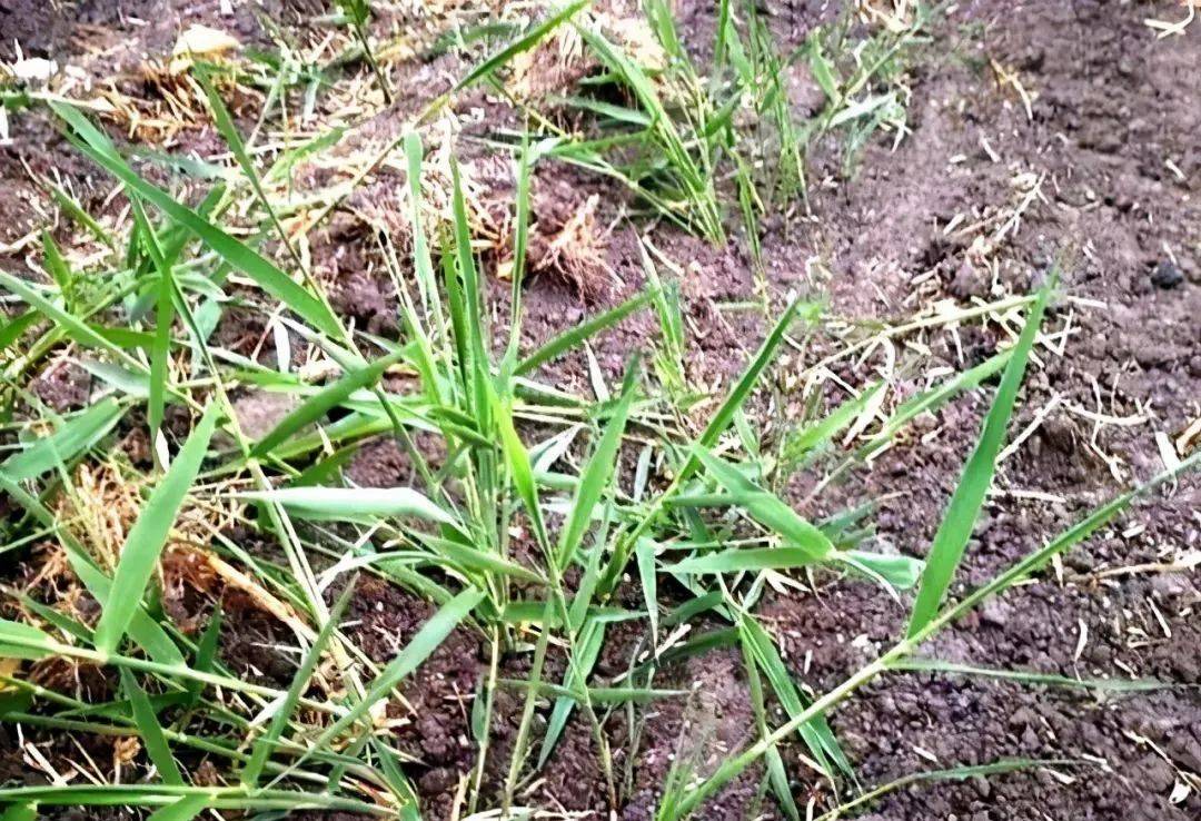 芦苇 牛筋草 白茅等恶性杂草 用这个小配方 一遍就能除干净 地下茎