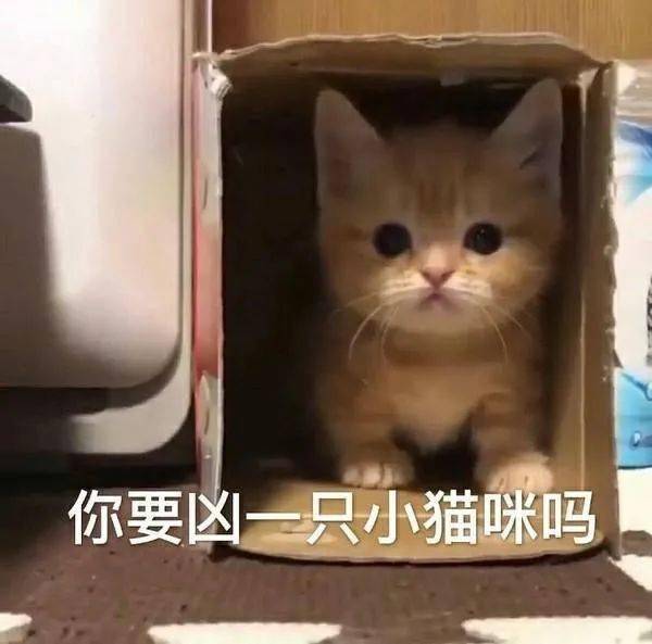 小猫咪坏心眼表情包图片