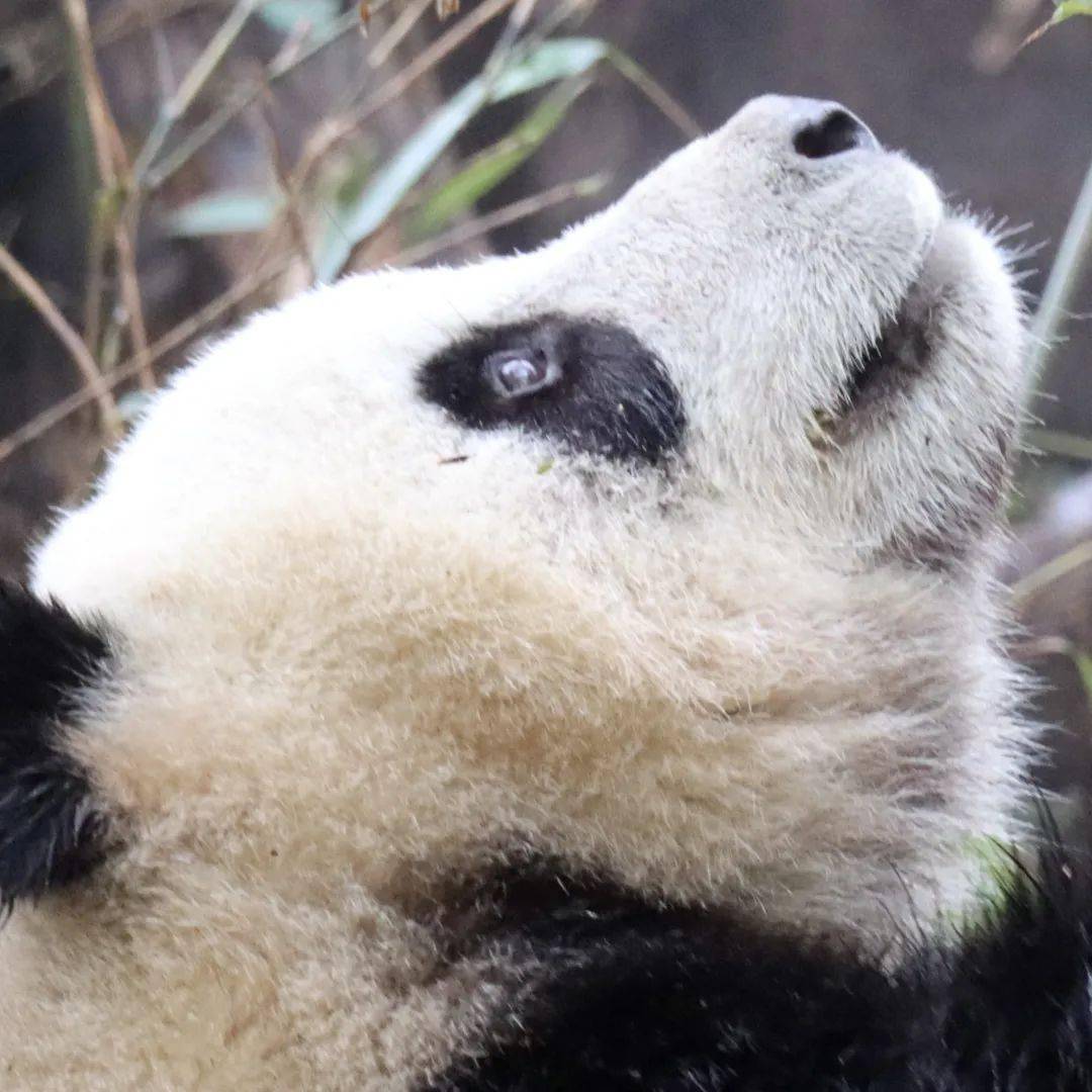 双下巴都不明显了~只露脸后熊猫宝宝能有什么胖身材呢头大与身体同宽