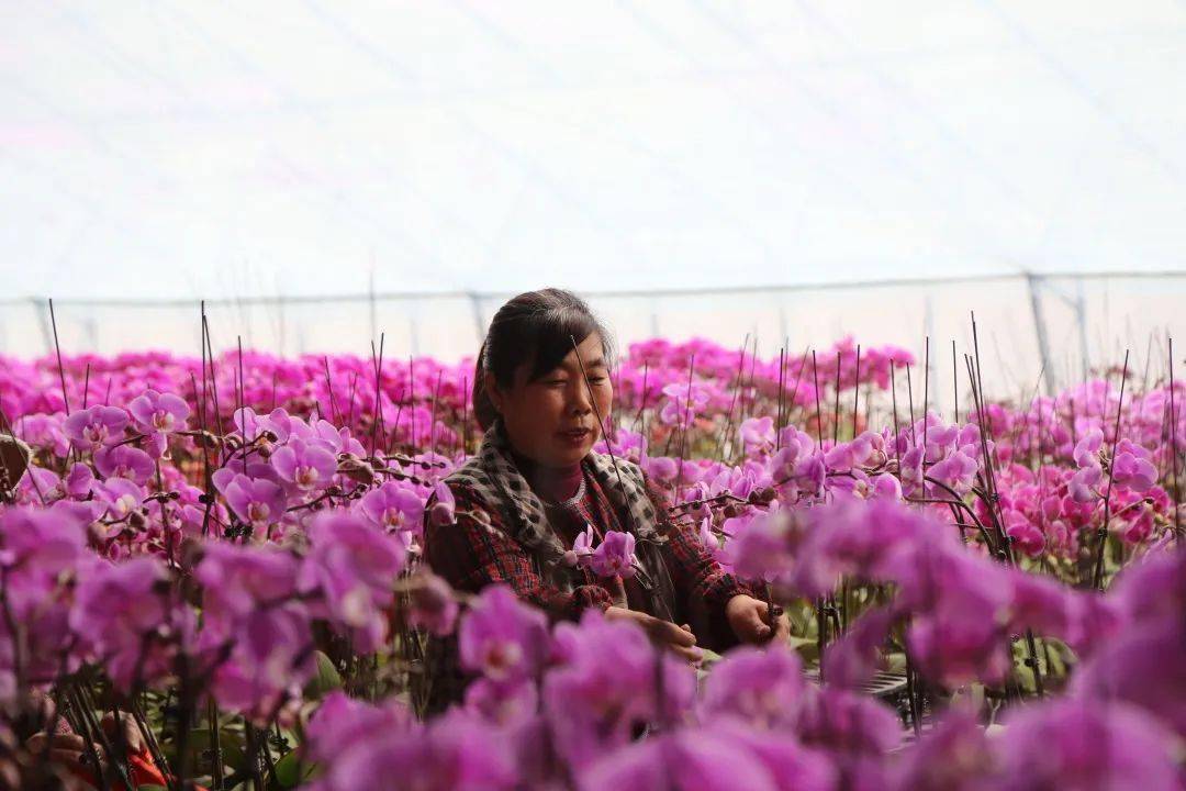 鮮花裝點家居為即將到來的新年增添喜慶氣氛王村鎮養殖基地的各色