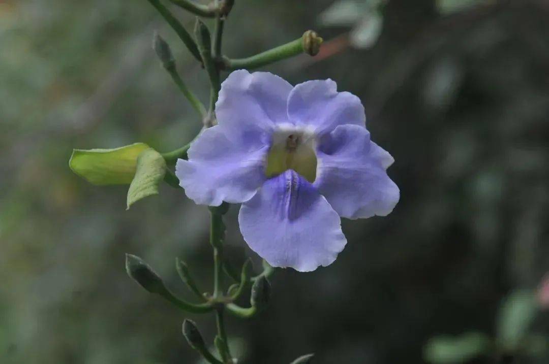 吹动着一片蓝色浪潮美不胜收最佳观赏点花卉馆,小鹿广场金印顶,桂花岗