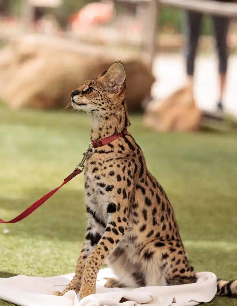 属于自然猫,是在千百年中经过许多品种的自然淘汰而保留下来的品种