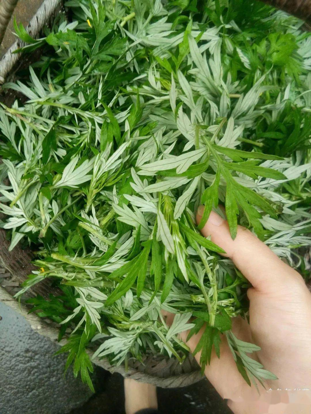 艾草入药,有温经,去湿,散寒,止血,消炎,平喘,止咳,安胎,抗过敏等作用