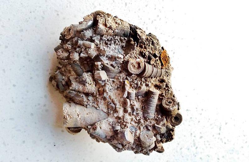 阳泉市民散步发现"外星人遗留的螺丝钉"_化石