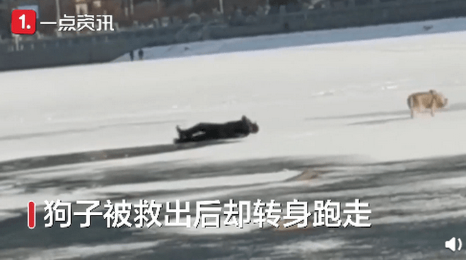 主人卧冰救狗反掉冰窟，狗子上岸后转身就跑，网友：无情！_冰面