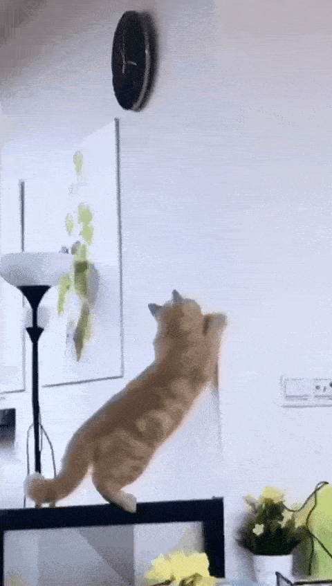 猫跳 gif图片