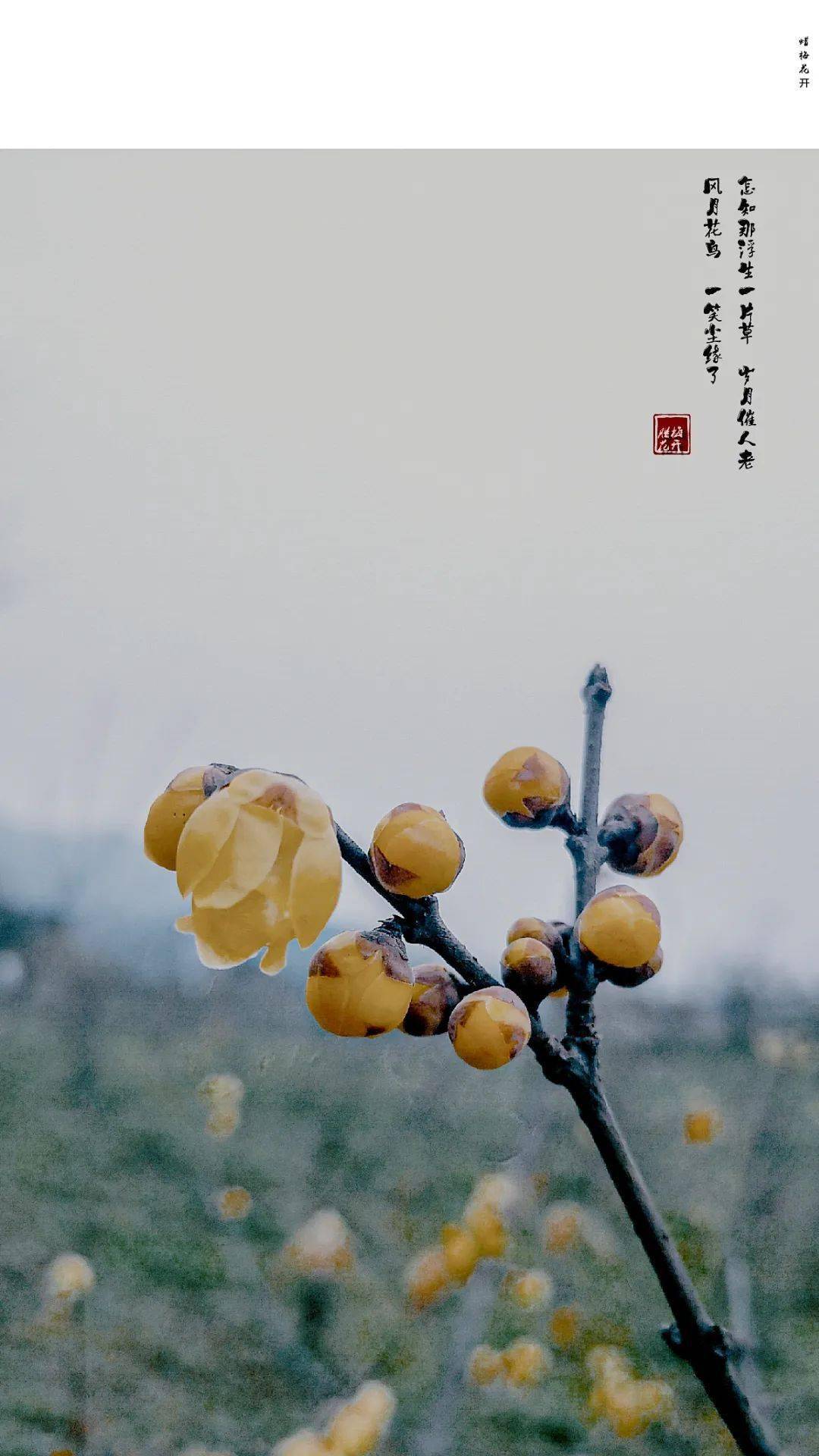 不管蜡梅是不是梅,它傲雪凌霜,不畏严寒的不屈精神,以及它孤芳自赏