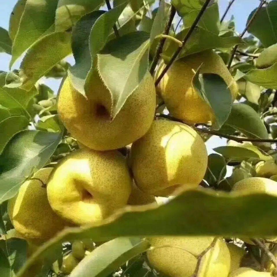 8抢10斤砀山梨,产地精选,浓甜如蜜,皮薄多汁,秋冬也能体验水嫩清甜!