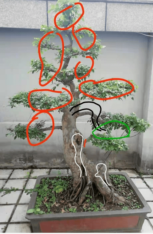 (图文)出人意料,一棵榆树盆景能能引发这么多思考——碎碎念31