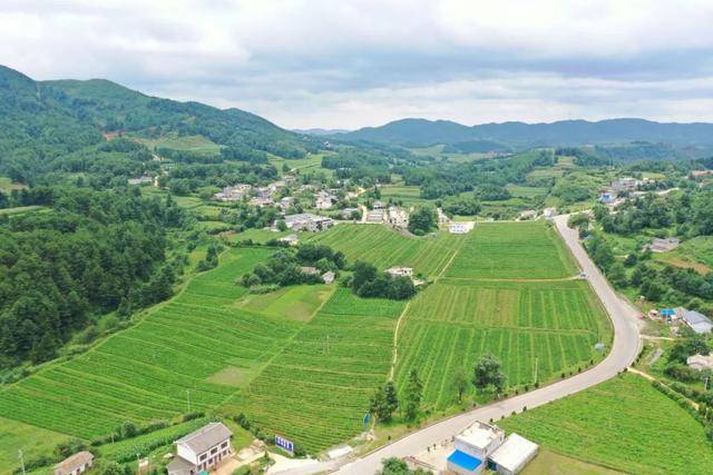 威宁自治县麻乍镇魔芋种植基地