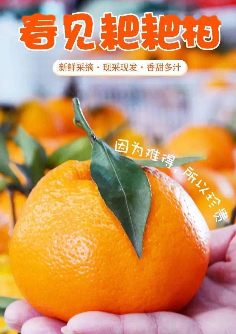 春见柑的功效(春见柑橘的功效)
