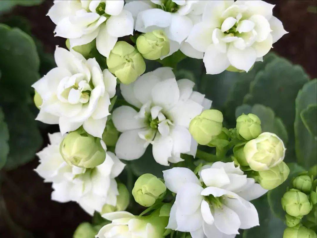 45种长寿花个个都是高颜值家里养几盆美得移不开眼