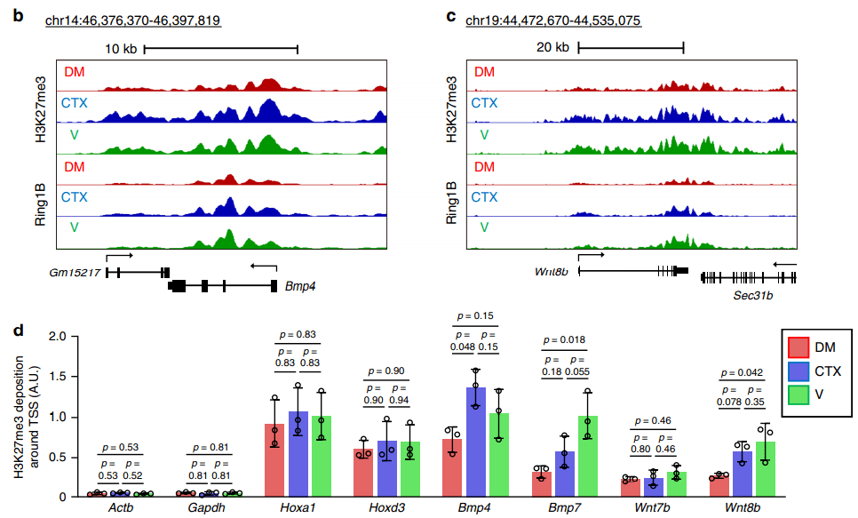 CUT&Tag技术向ChIPseq发起“革命”性挑战，让表观遗传学研究更为便捷高效！_实验