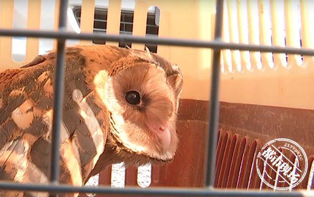 江西:出生才10天,5只小猛禽就和妈妈分离了,幸好遇见他们