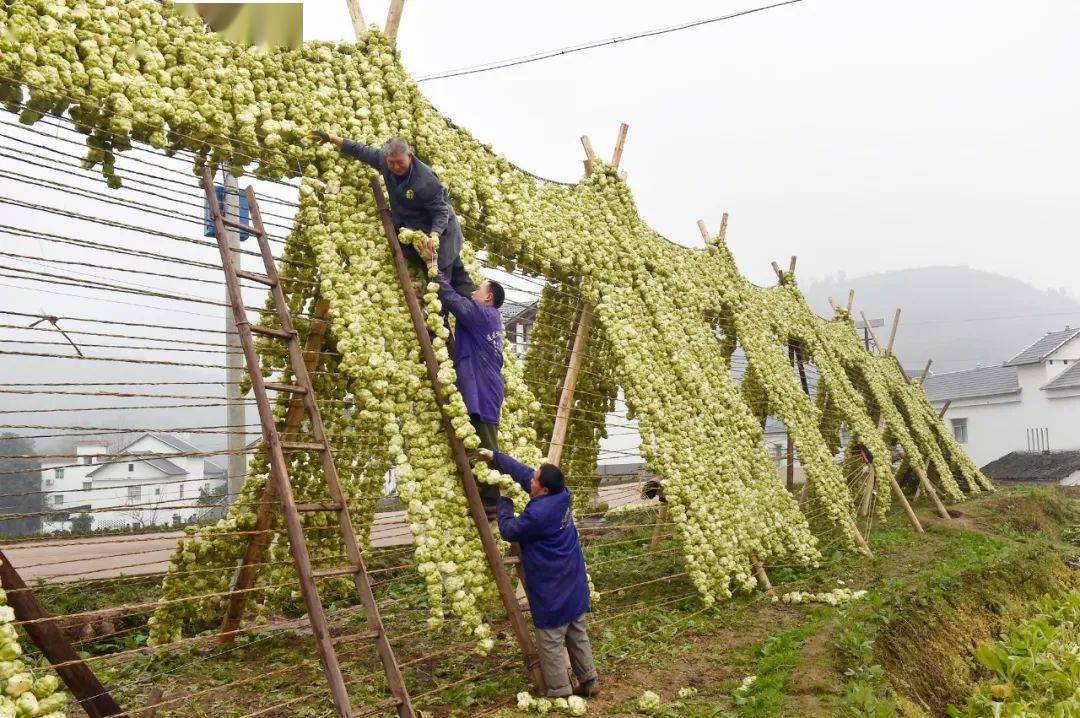 在群胜农榨菜股份合作社村民们对收砍的菜头进行剥皮