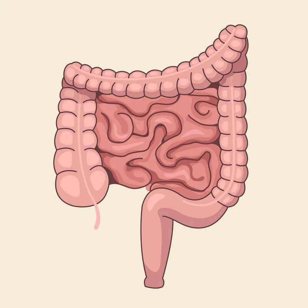 异物进入肠道多久排出（拍x光能看到胃和肠吗）